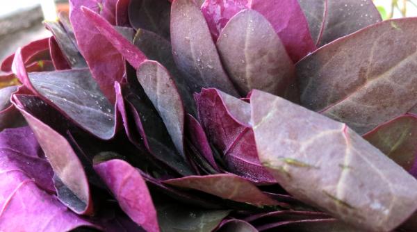 reteta de primavara salata cu loboda