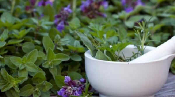 dietele bunicii coriandrul cimbrul si papadia lupta cu kilogramele in plus