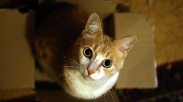 in turcia cruzimea fata de animale se pedepseste cu inchisoare cati ani va sta in puscarie ucigasul unei pisici