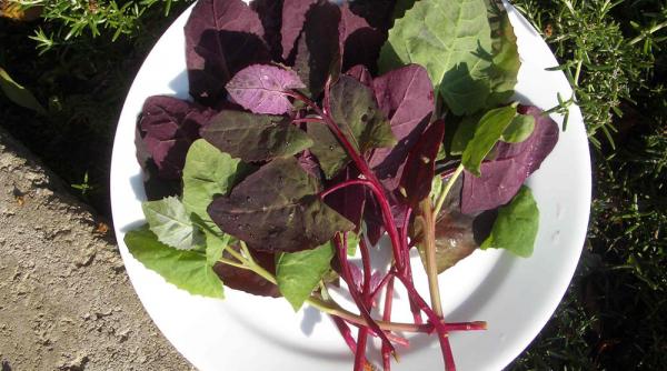 retete primavaratice si gustoase