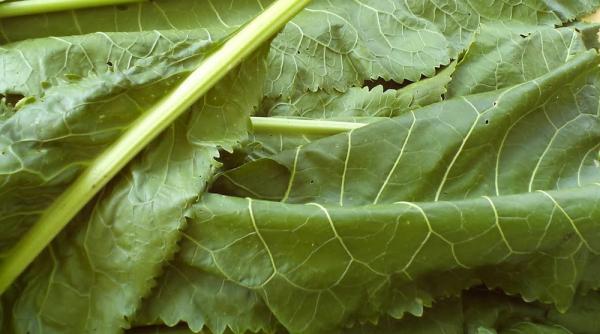 salata sanatoasa si satioasa cu frunze de nap si de hrean