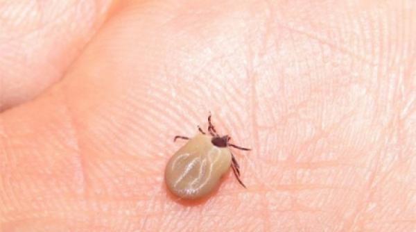 a reinceput isteria capuselor