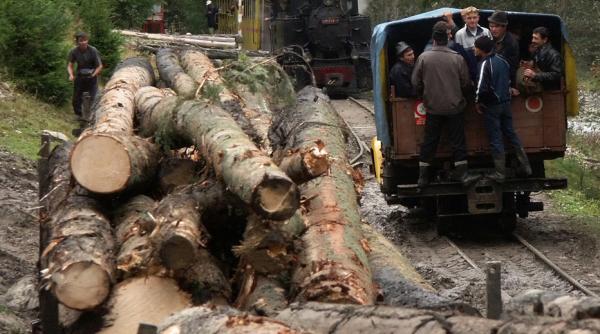 dna sesizat de corpul de control al guvernului privind implicarea romsilva in defrisari ilegale