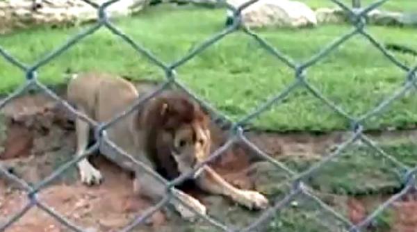 cum reactioneaza un leu care paseste pentru prima oara pe iarba video