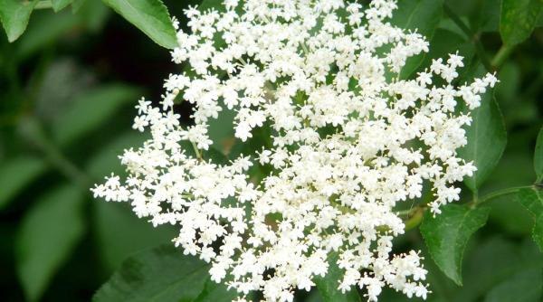 proprietatile terapeutice ale socului retete impotriva racelilor si a obezitatii