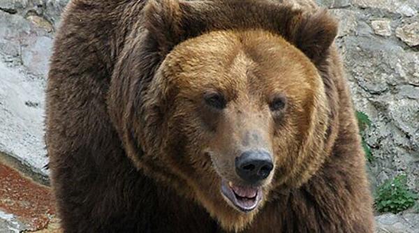 un urs este cautat de autotitati dupa ce a terorizat mai multe localitati