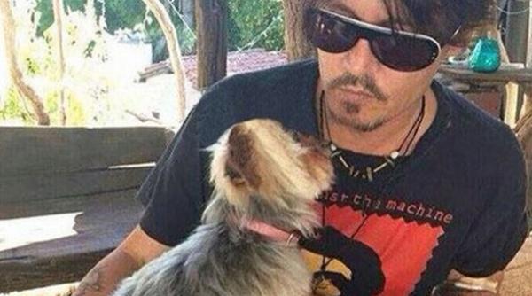 cainii lui johnny depp sunt amenintati cu moartea