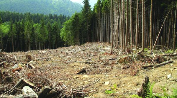 noul cod silvic la pachet cu interzicerea exportului de busteni