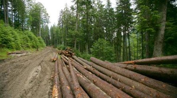 perchezitii dna intr un dosar privind defrisari de paduri la directia silvica bistrita nasaud