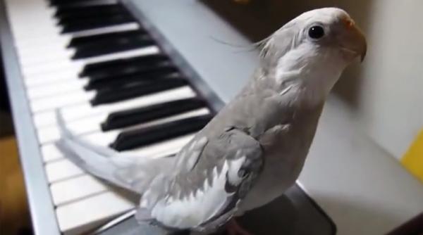 un papagal nimfa face frori pe internet video