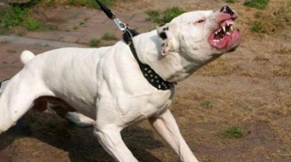 scene violente in constanta doi barbati sfasiati de un pitbull