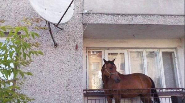 dez iluzia zilei casa cai frumosi