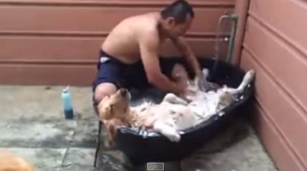 rasfat canin cum isi imbaiaza un barbat cainii video