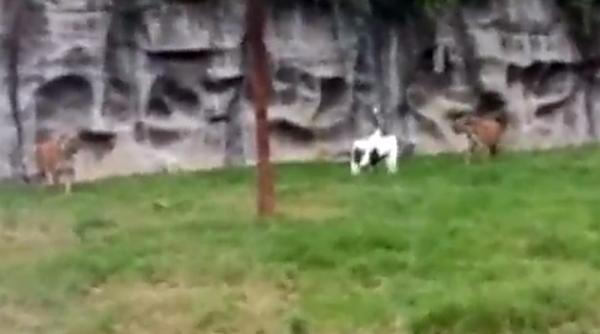 ce se intampla cand o barza aterizeaza in tarcul tigrilor finalul este neasteptat video