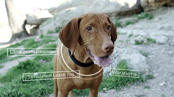 zgarda inteligenta pentru caini se poate conecta la telefonul mobil sau tableta