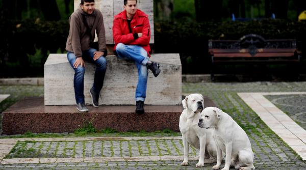 cand s a produs de fapt domesticirea cainilor