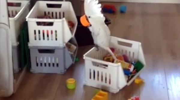 ce face un papagal cand gaseste o cesca de plastic video