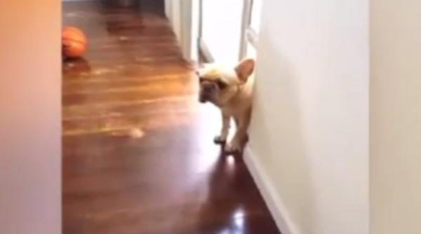 cum reactioneaza un bulldog dupa ce a facut o boacana video