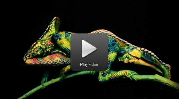 nu o sa iti vina sa crezi ca acest cameleon este doar o iluzie optica video