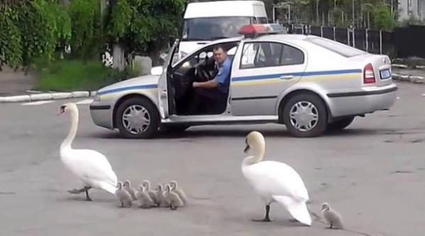 in ucraina lebedele sunt escortate de politie video