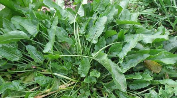 legume de sezon retete cu macris