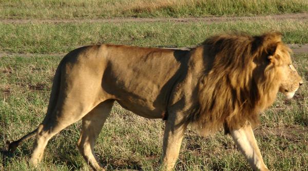 cand leii sunt vanati de bivoli patania unui leu prea temerar foto