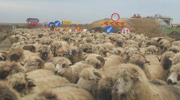 dez iluzia zilei oile placide s au asternut la condus