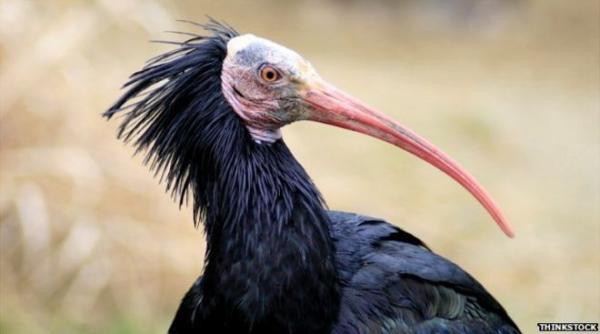 o pasare aflata pe cale de disparitie ar putea fi exterminata din cauza conflictului din siria