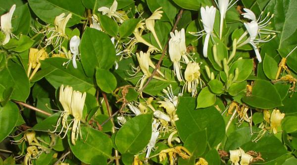 caprifoiul sau mana maicii domnului o planta cu nenumarate valente