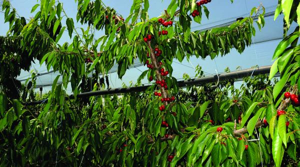 ciresele romanesti au pierdut competitia cu cele grecesti