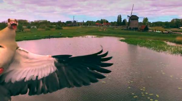 cum a reactionat o gasca salbatica dupa ce a vazut o drona