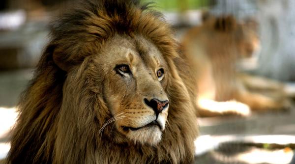 gratis la zoo pentru copii de 1 iunie