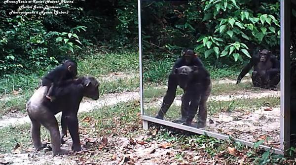 a montat o oglinda in jungla cum s au comportat animalele video