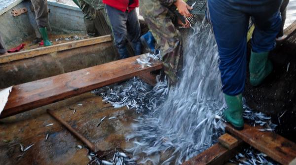 alimentele recomandate in perioada examenelor