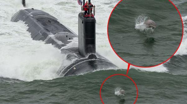 un grup de delfini au asigurat avangarda unui submarin nuclear american video