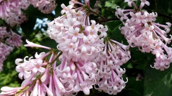 5 6 iunie la oradea au loc zilele liliacului carpatin