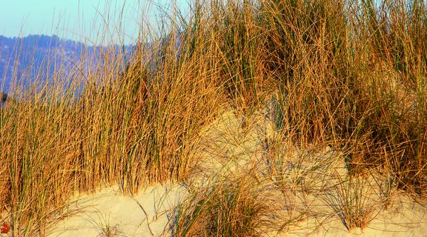 efectele incalzirii globale in romania