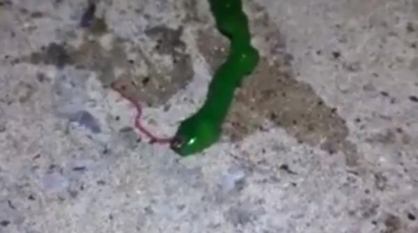 o vietate bizara a fost surprinsa in imagini de un taiwanez