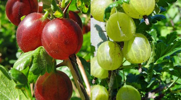 incepe sezonul agriselor la ce este buna o cura cu aceste fructe