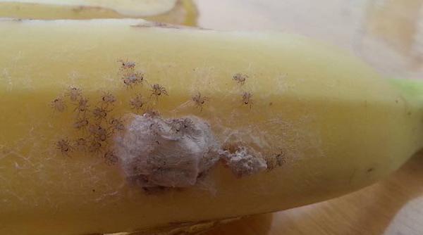 ouale celui mai veninos paianjen au fost gasite intr un magazin