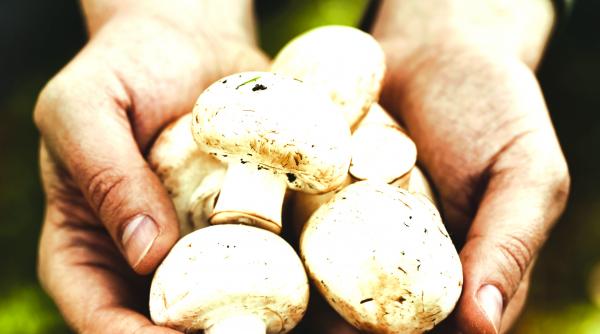 ciupercariile lasate in paragina