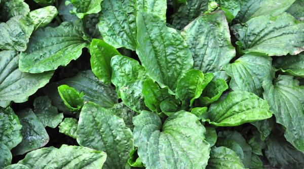 patlagina o plana cu multe proprietati curative