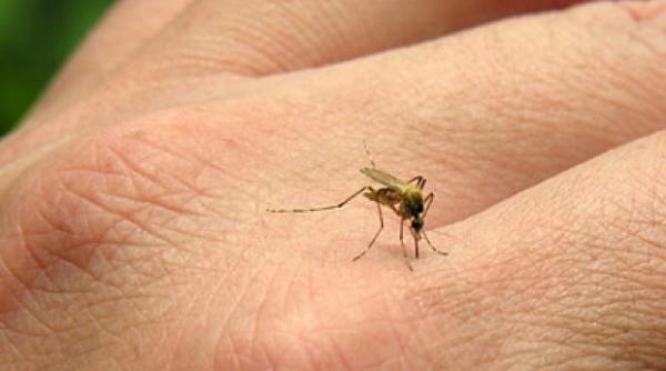 leacuri naturale pentru intepaturile de tantari