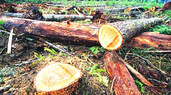 padurea noua grija a parlamentarilor