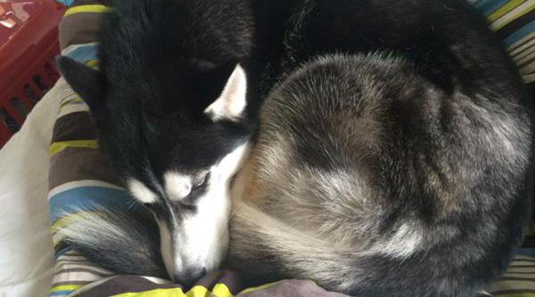 reactia colosala a unui caine dezamagit foto