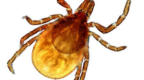 pericolul bolii lyme creste numai in prahova 200 de persoane au fost muscate de capuse