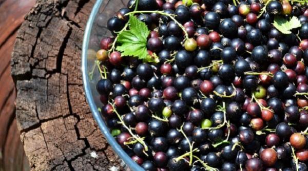 reteta zilei de sambata dulceata de coacaze negre de ce nu a mancat stefan cel mare niciodata dulceata