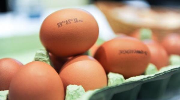 bacteria salmonella in alimente preluate de la un fast food din lupeni