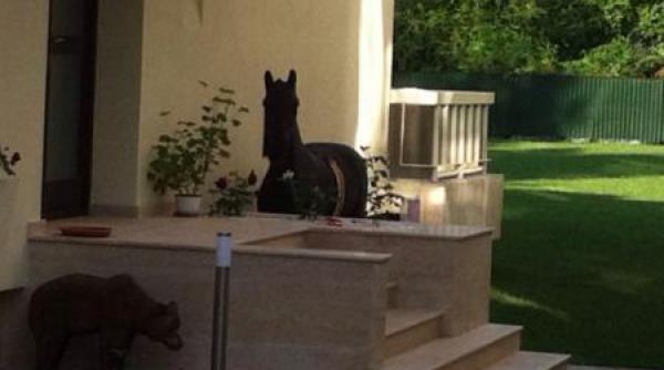 basescu vrea la zoo si a adus un cal si un urs la noua resedinta