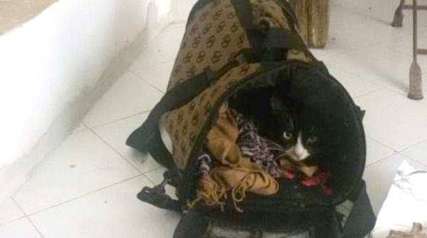 o pisica si a urmat stapina in periplul emigrarii din sudan pana in italia